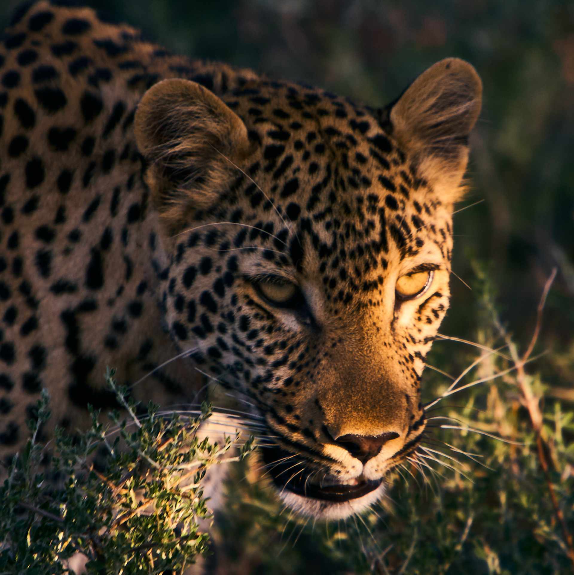 Majestic leopard in natural habitat during golden hour, showcasing intricate spot patterns and focused gaze as it navigates the thickets surrounding the grasslands.