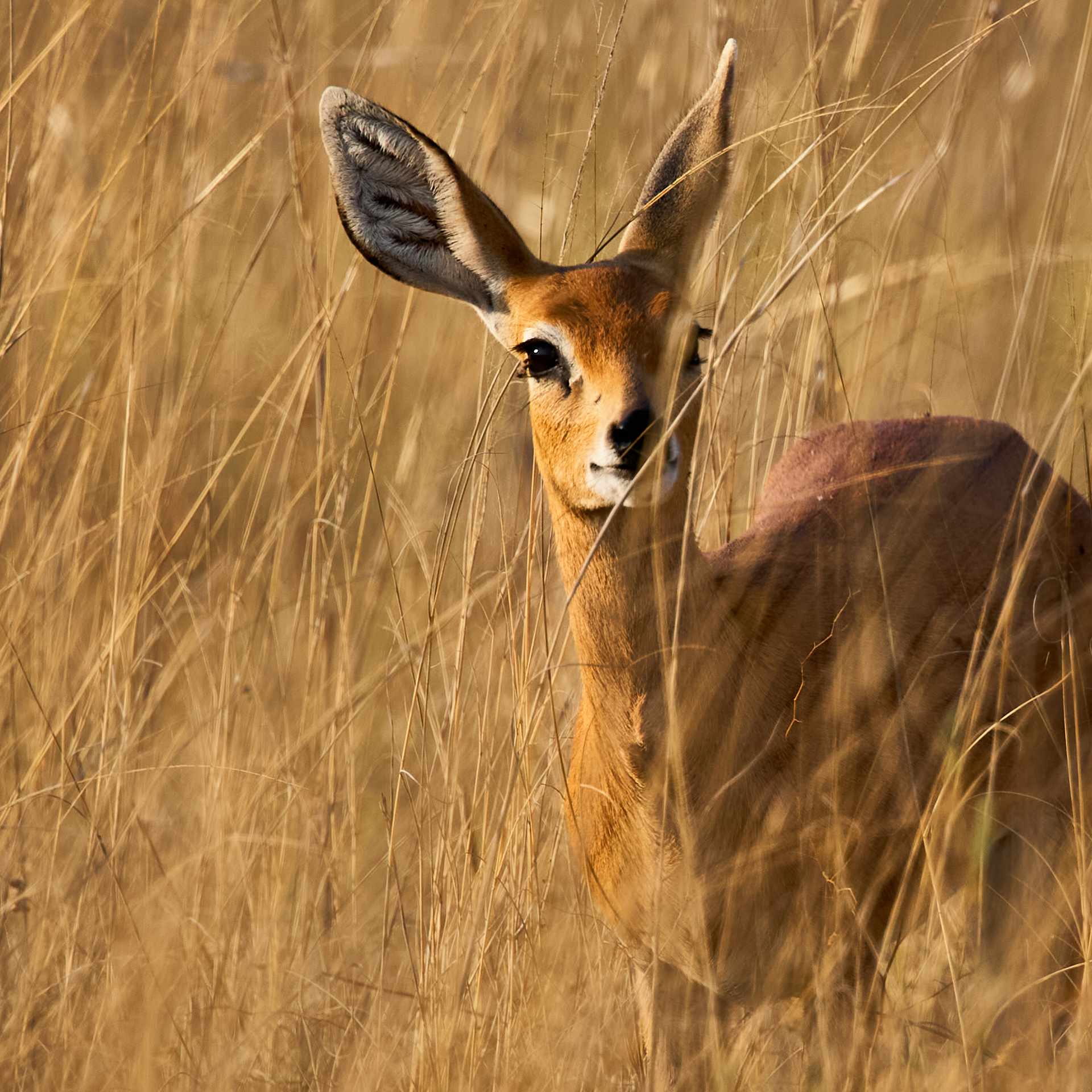 Steenbok in Etosha: A Glimpse into Namibia's Wild Heart