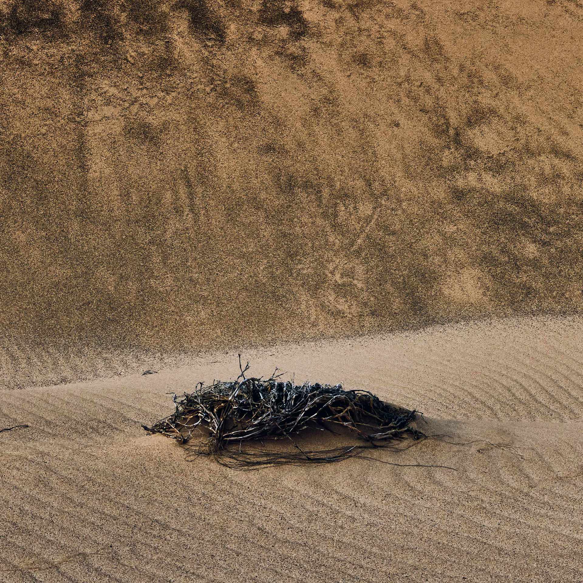 Abstract photograph of a dune with a shrub in the Namib Desert, with the patterns on the dune enhanced by the black iron ore sand.