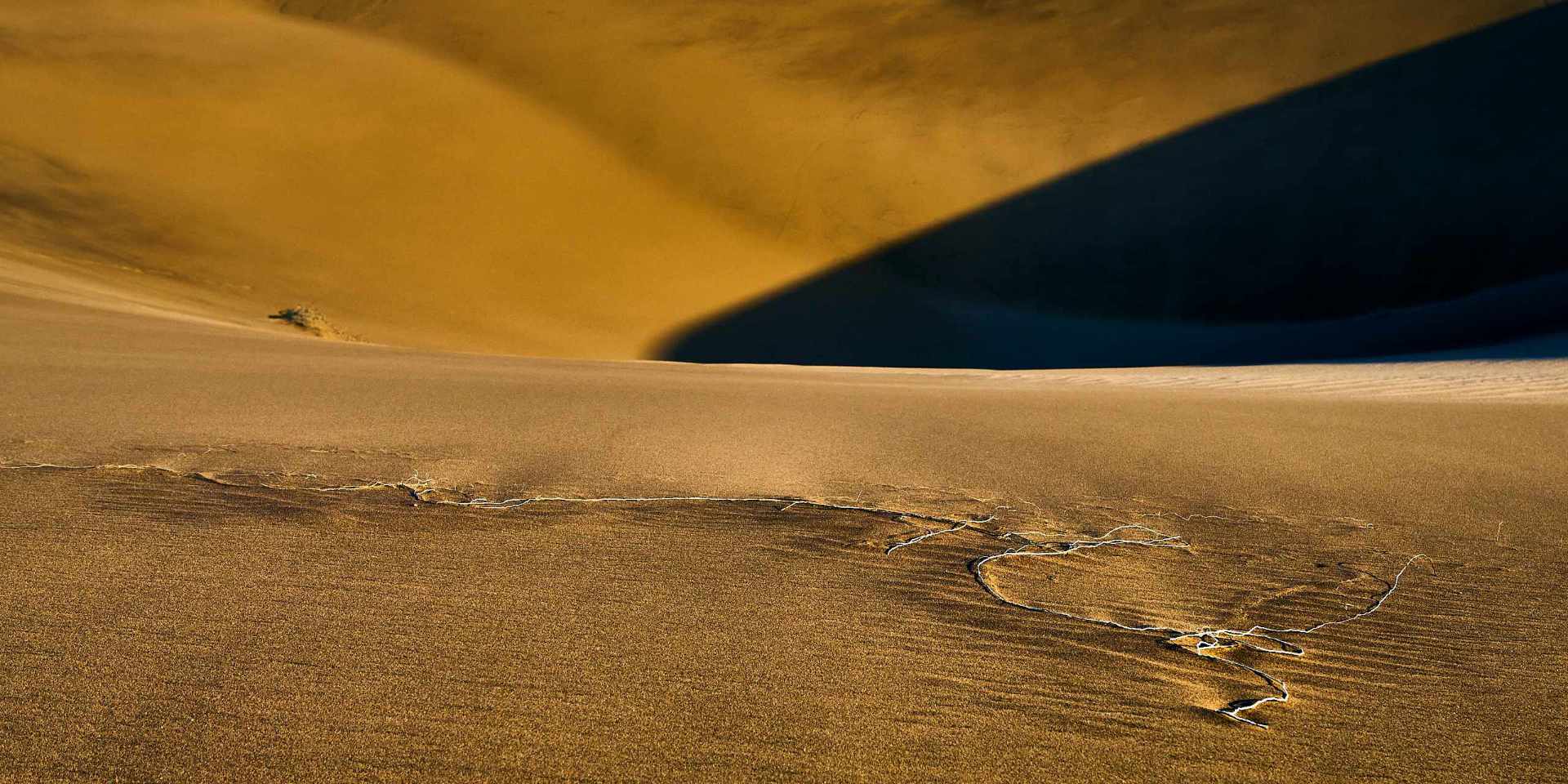 Abstract photograph of a vast root system of shrubs under the dunes in the Namib, revealed by the east wind, with tranquil shadows creating a unique pattern.