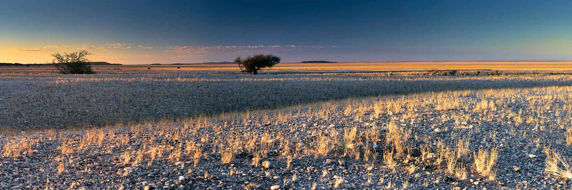 Early morning photograph of the normally rocky desert plains of the Namib, transformed by rainfall and covered in a layer of yellow grass, with long shadows enhancing the tranquility of the scene