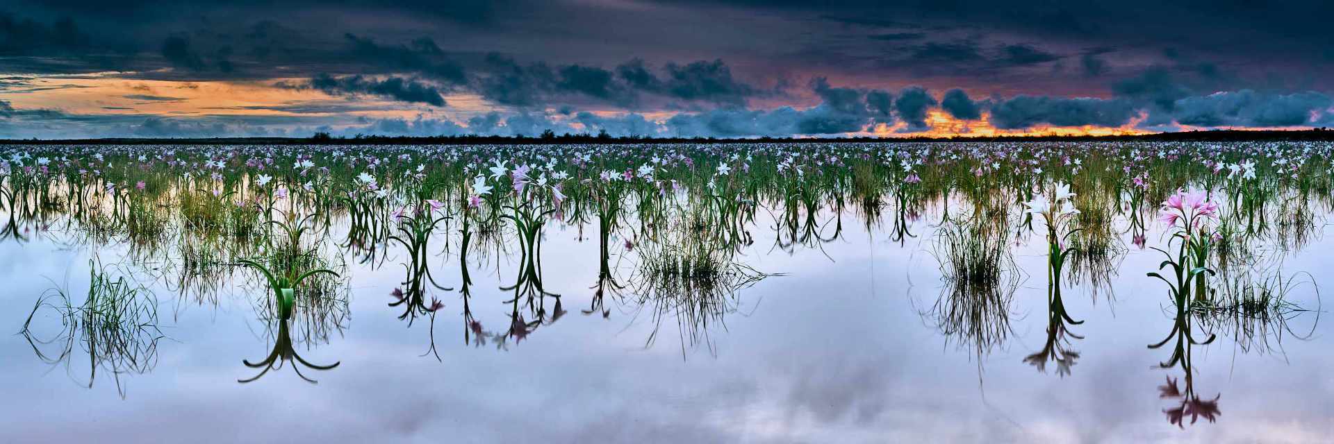 Photograph of the renowned water lilies of Southern Namibia, captured during the blue hour with remnants of storm clouds in the sky from the night before, creating a serene and atmospheric scene.