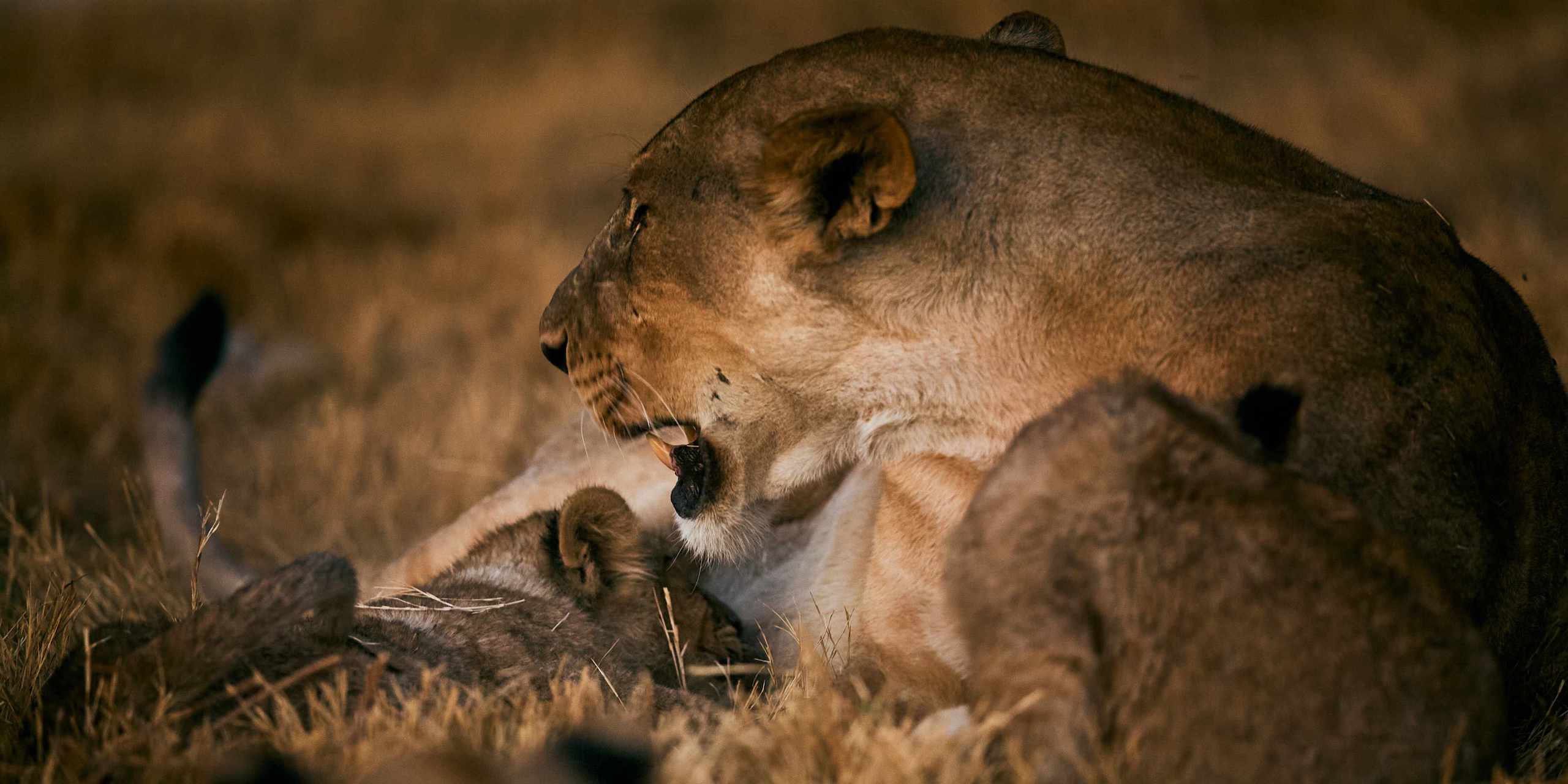 Intimate photograph of a lioness and her cub in Etosha, nestled in dry grass, with warm lighting accentuating their bond and the serene savannah environment.