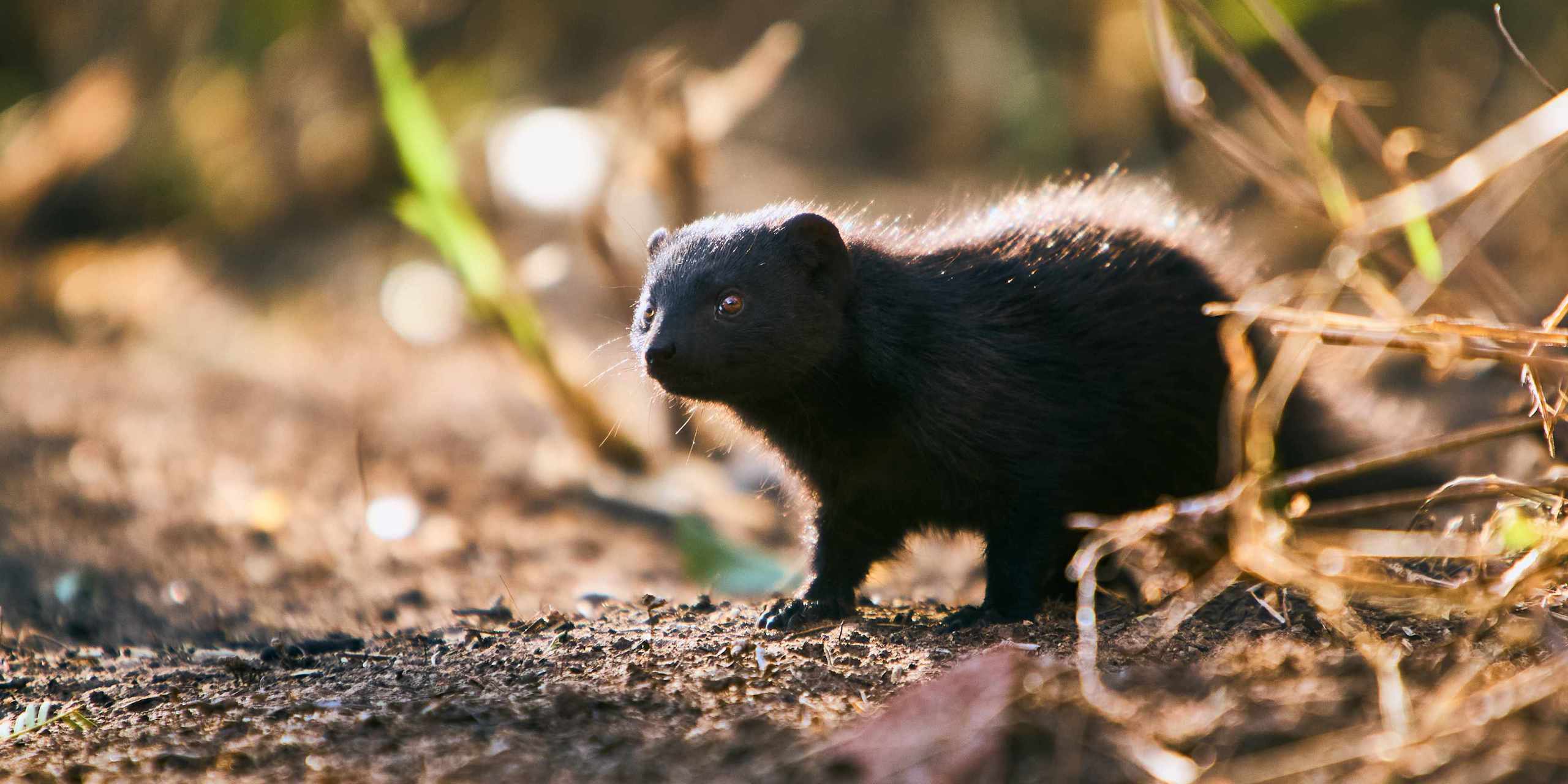 Dwarf mongoose stealthily navigating through foliage at Waterberg's edge in Namibia