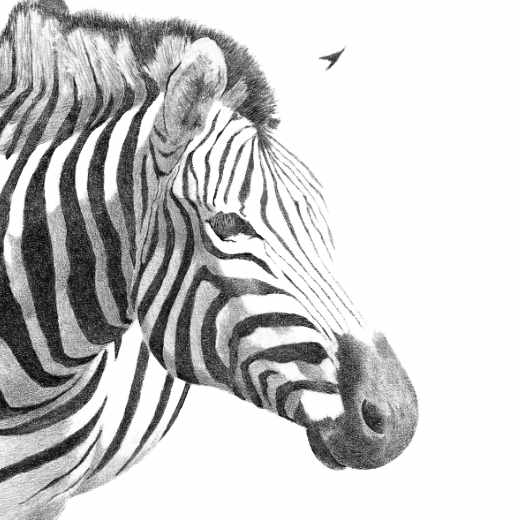 Artistic Stripes: A detailed pencil sketch capturing the unique patterns and graceful form of a zebra, showcasing the beauty and diversity of wildlife.