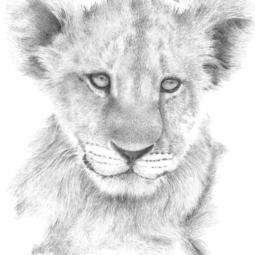 Detailed pencil sketch of a young lion cub with a focused expression and finely textured fur, featuring perked ears and visible whiskers.