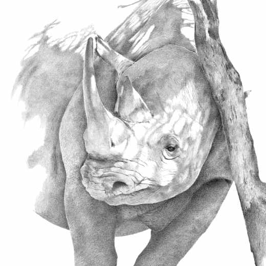 Realistic pencil sketch of a black rhinoceros with detailed texture and shading, highlighting the rough skin and prominent horn.