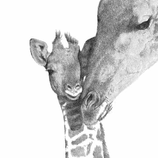 Affectionate black and white sketch of a mother giraffe with her head lowered to touch her youngster, both adorned with detailed fur patterns.