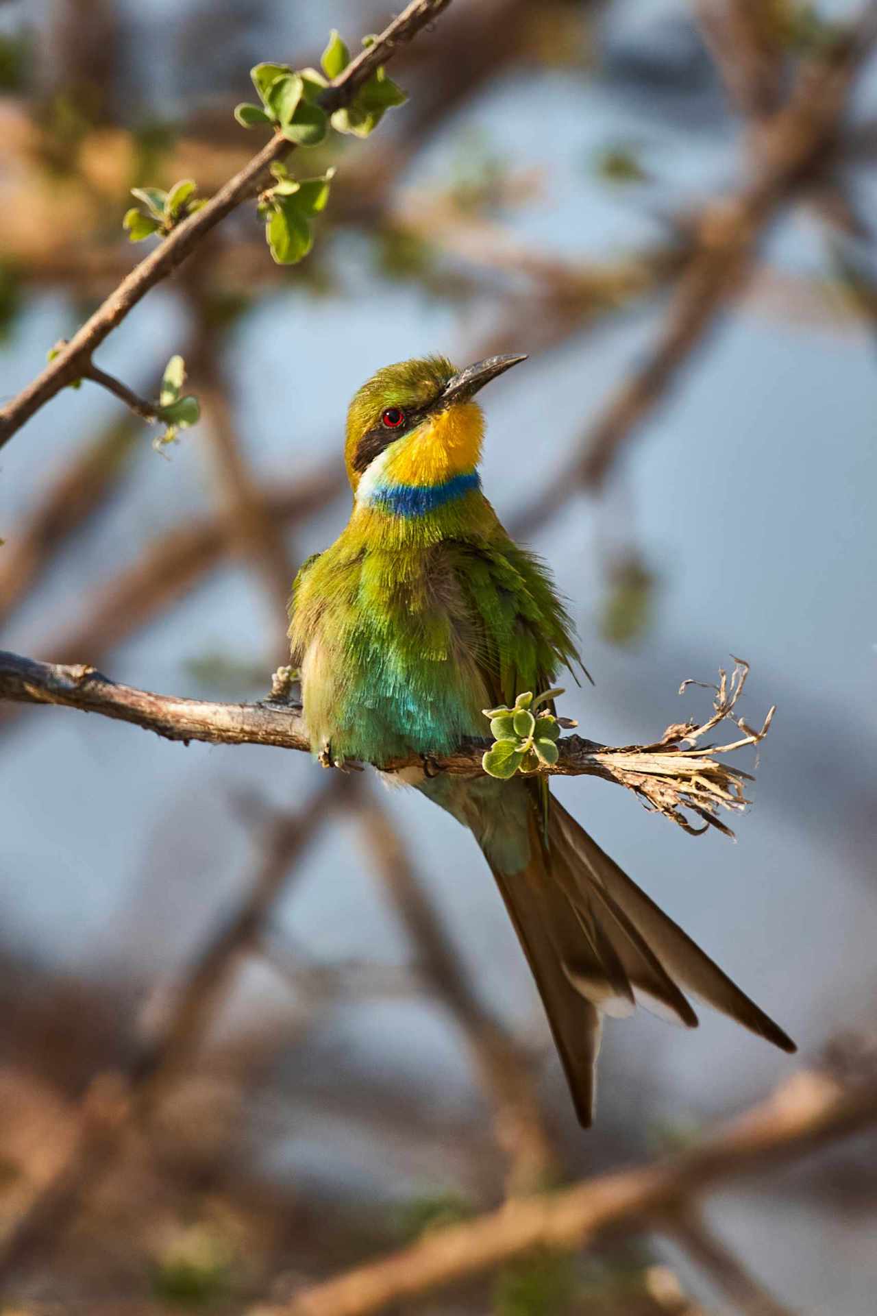 European Bee-eater soaking up the morning sun in Etosha National Park.