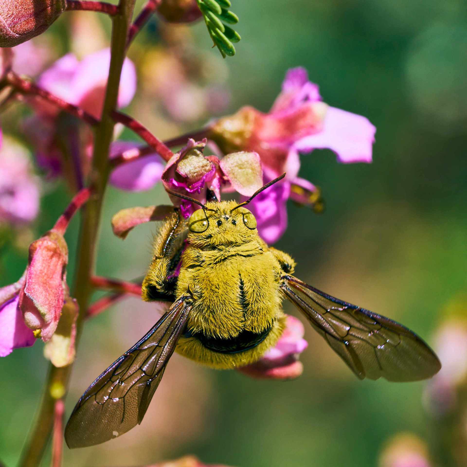 Bumblebee collecting nectar from a wild flower in the vast Namib Desert.