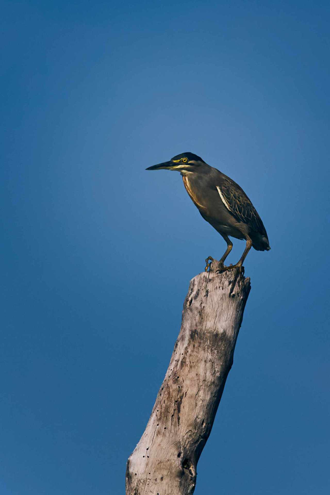 Alert bird perched on a weathered log against a clear blue sky.