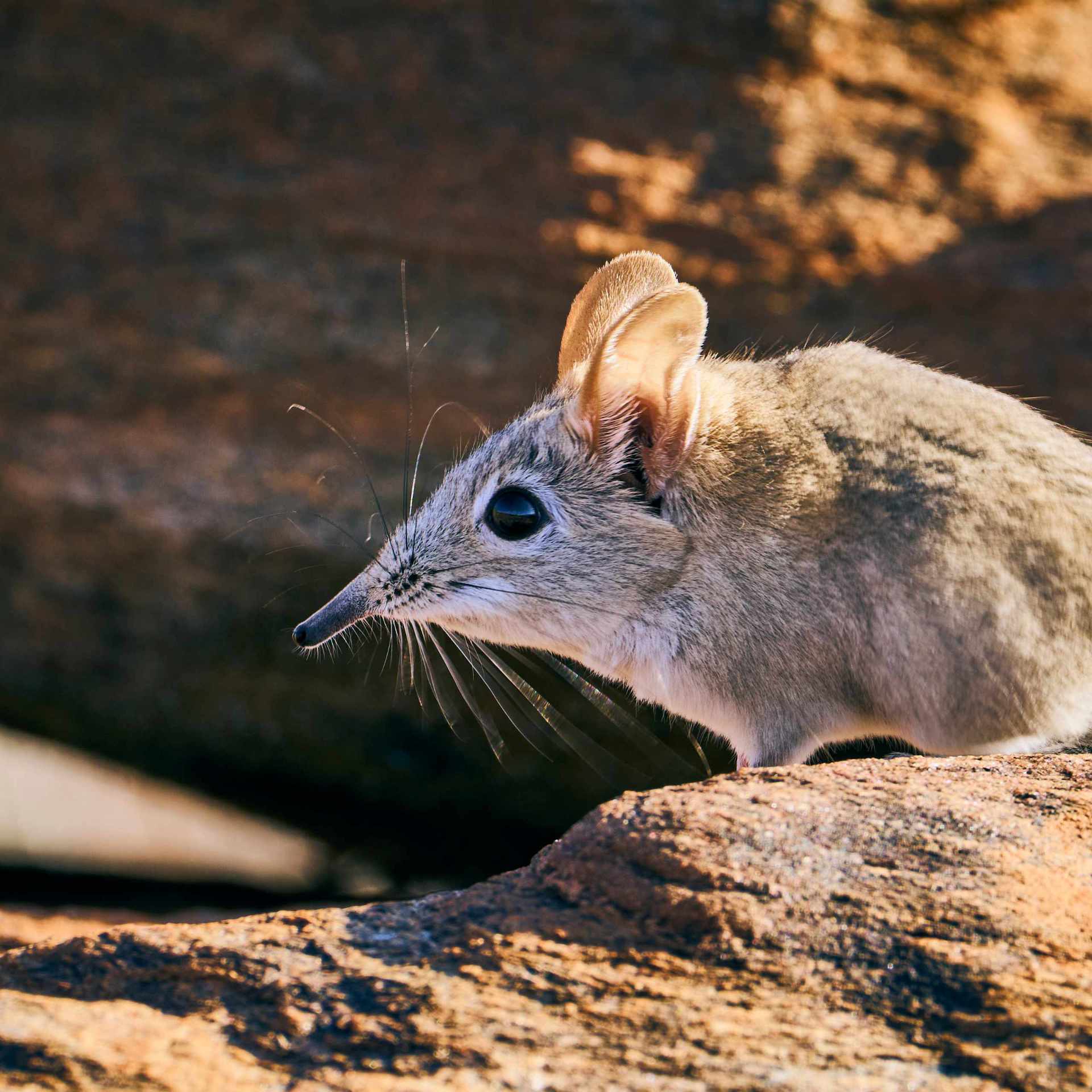 Alert Elephant Shrew, whiskers twitching, sniffing the air for predators in its surroundings.