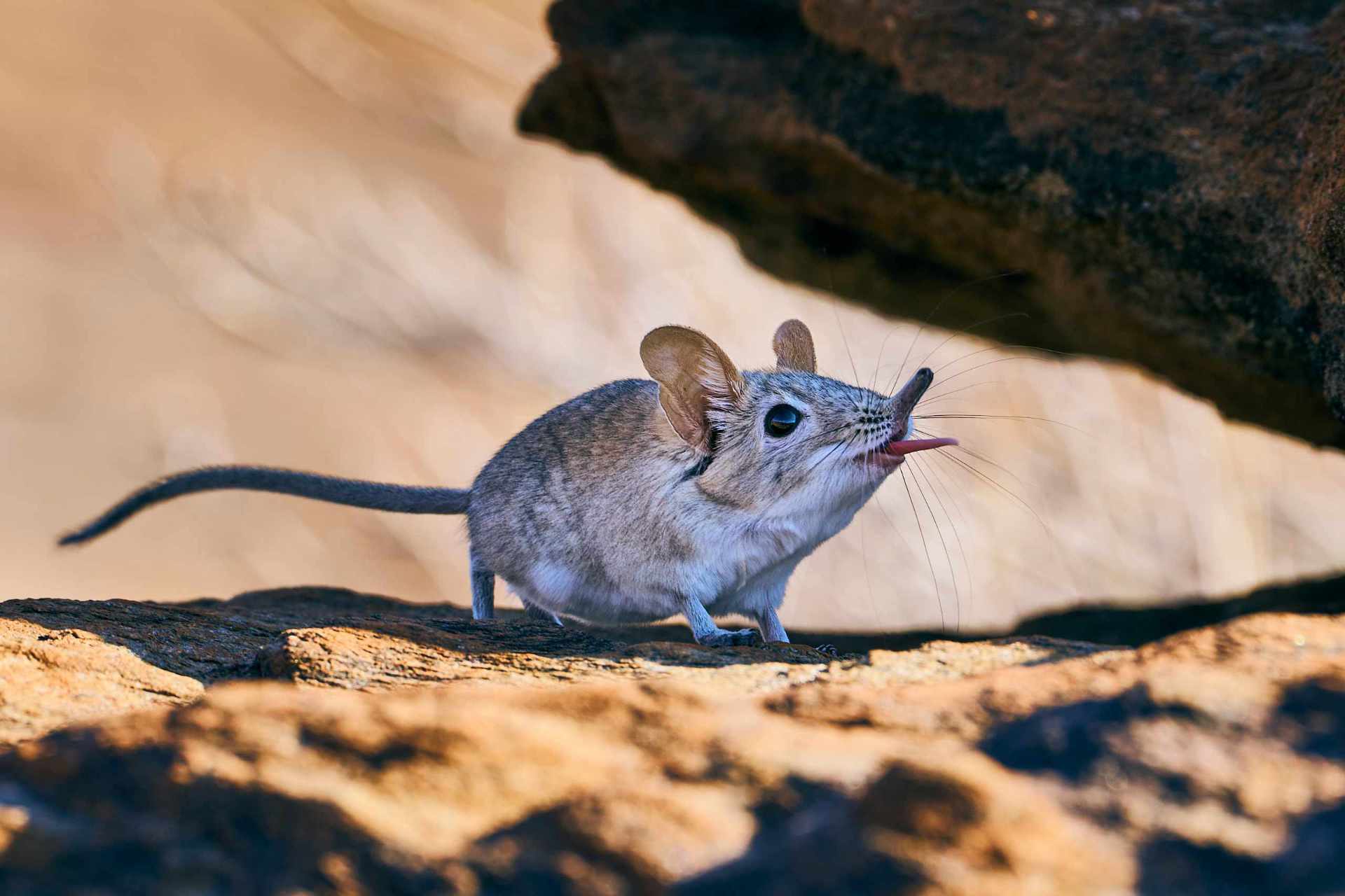 Cheeky Elephant Shrew sticking out its tongue humorously, feeling safe under a rocky ledge.