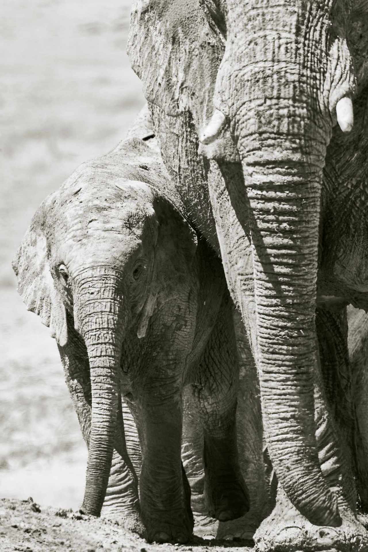 Monochrome capture of a young elephant near its mother, approaching a waterhole in Etosha National Park.