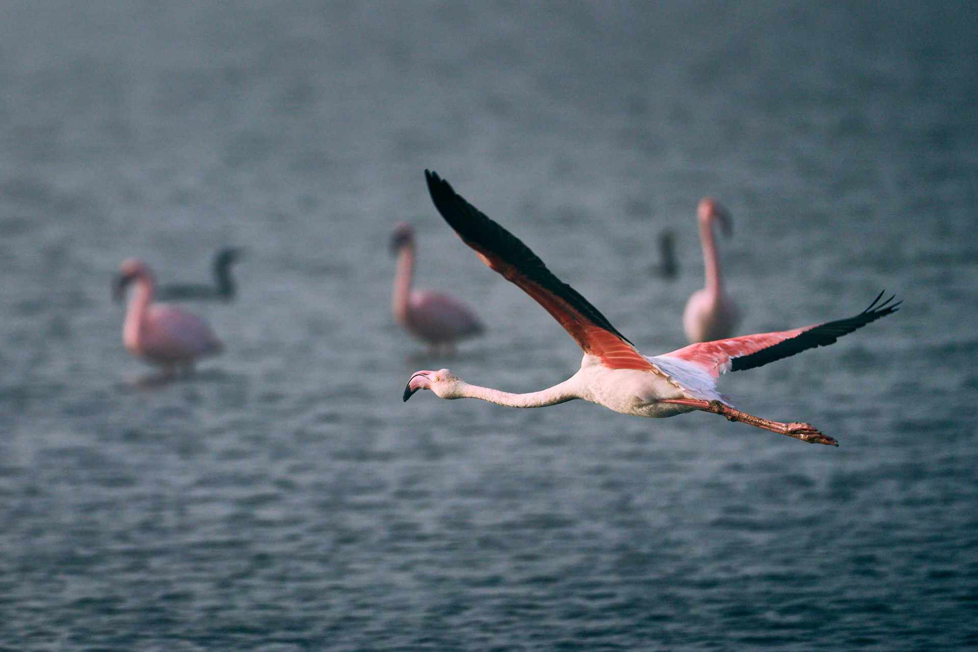 Flamingo taking flight over the salt pans of the Namib, a sanctuary amidst the salt production.