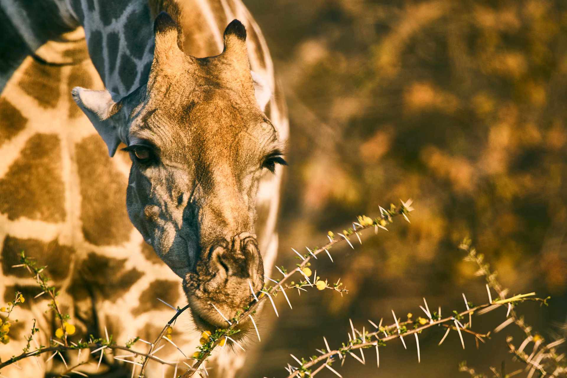 Giraffe delicately grazing on thorny Acacia leaves in Etosha National Park.