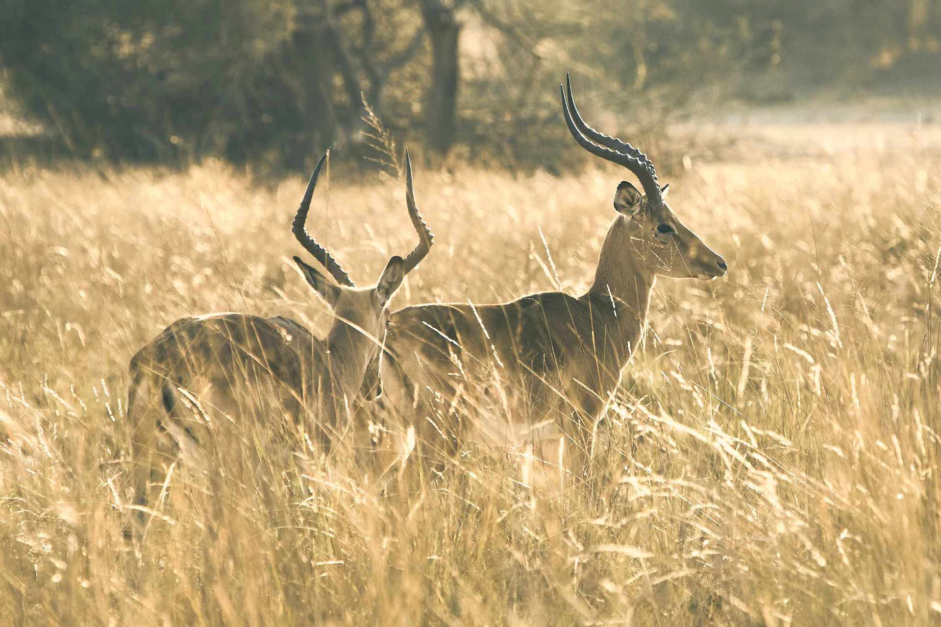 Two impala rams basking in the early morning sunlight amidst the grassy plains of the Okavango River.