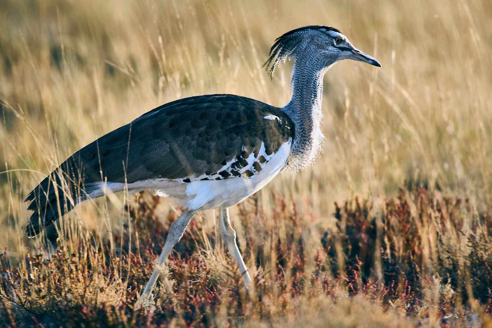 Kori Bustard bird foraging for food in the vast plains of Etosha National Park.