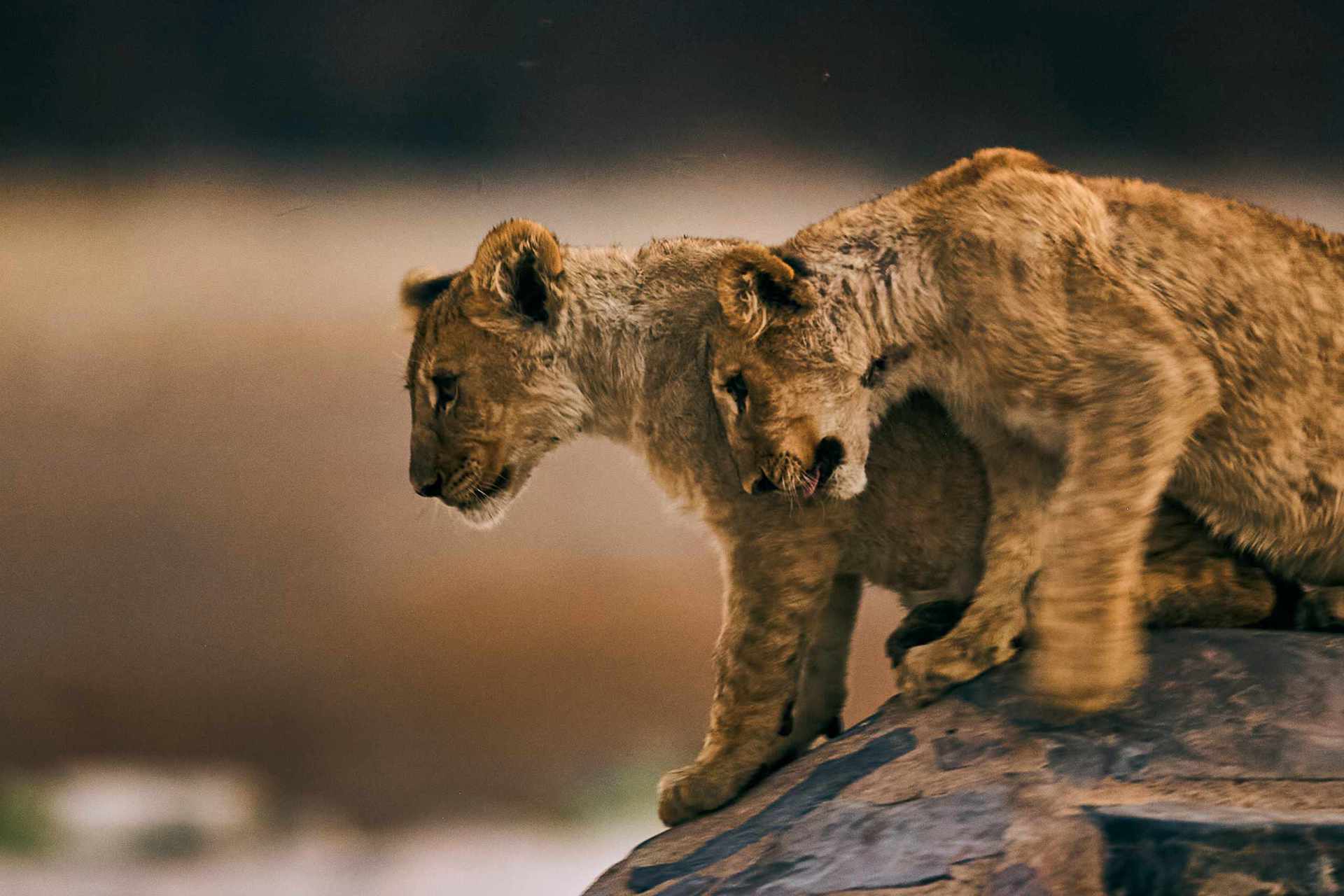 Playful lion cubs frolicking near the waterhole signage in Etosha National Park.