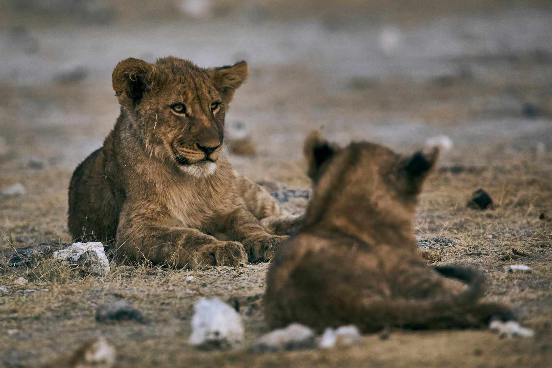 Resting lion cub at dusk on the vast plains of Etosha National Park.