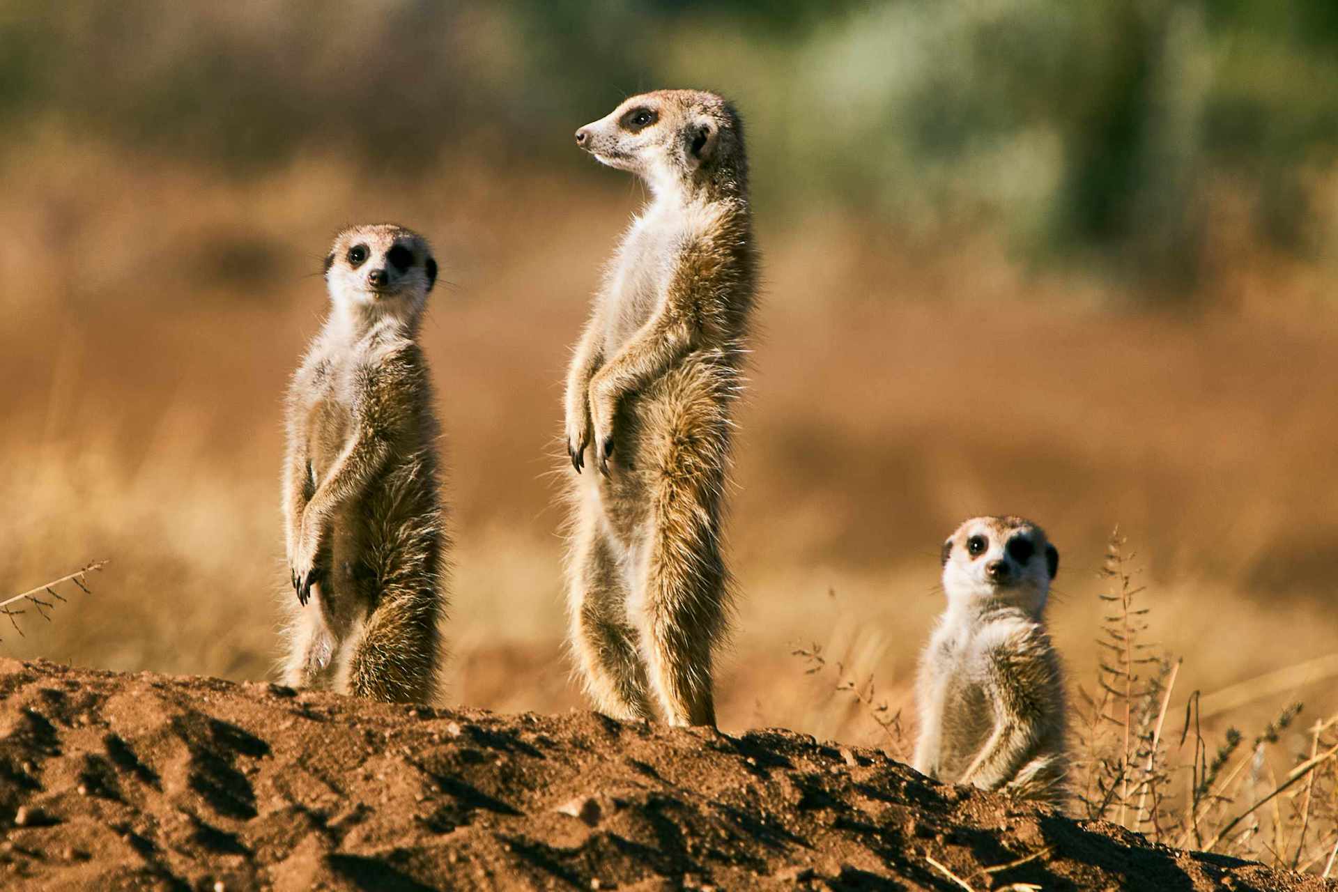 Two vigilant meerkats guarding their burrow entrance.