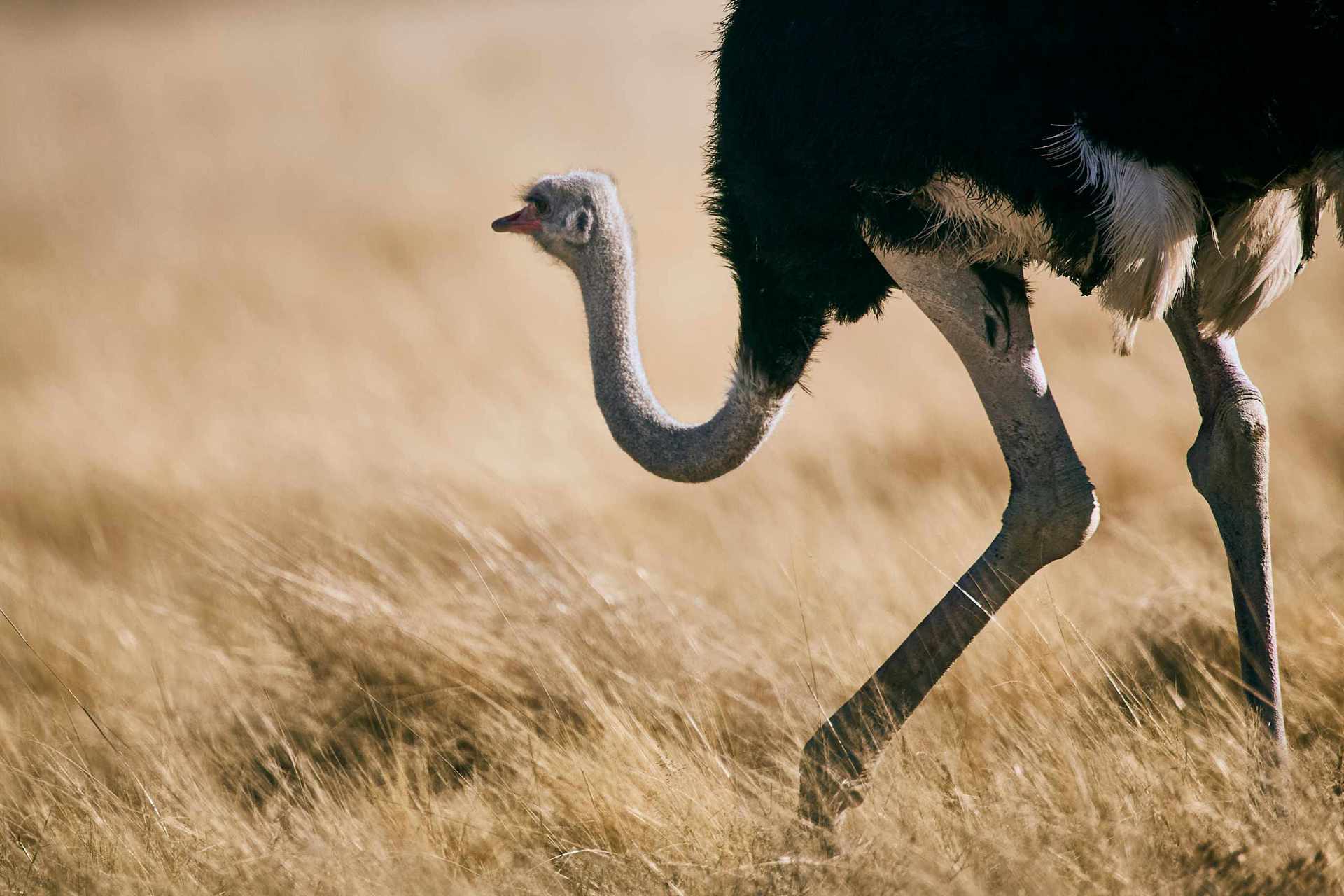 Photograph of an ostrich on the plains of Etosha, foraging for a morsel amidst the long yellow grass, capturing the essence of wildlife in its natural habitat.