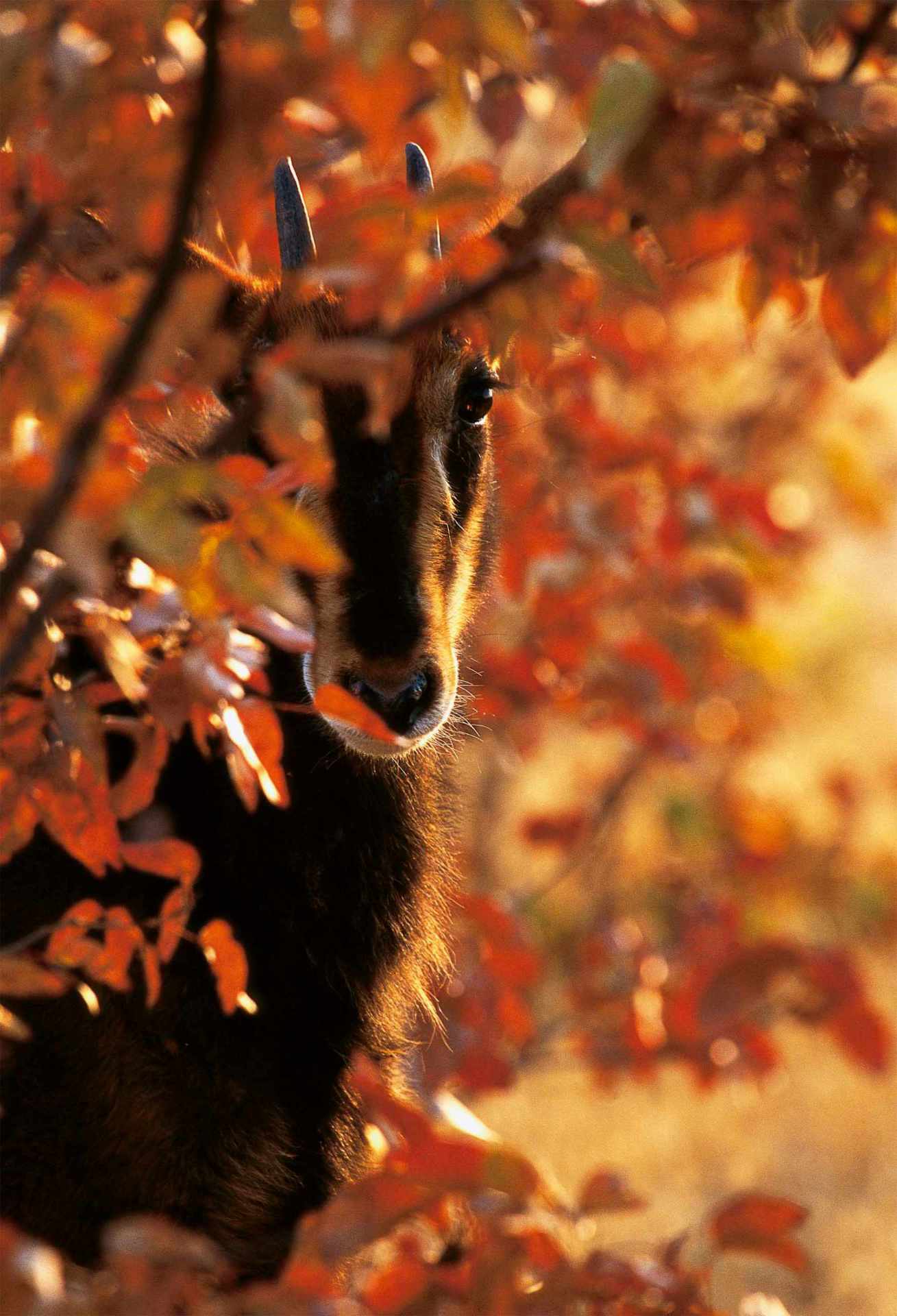 Photograph of a young sable antelope amidst the orange fall leaves of a Mopani forest in Northern Namibia, capturing the vibrant colors and tranquility of the season.