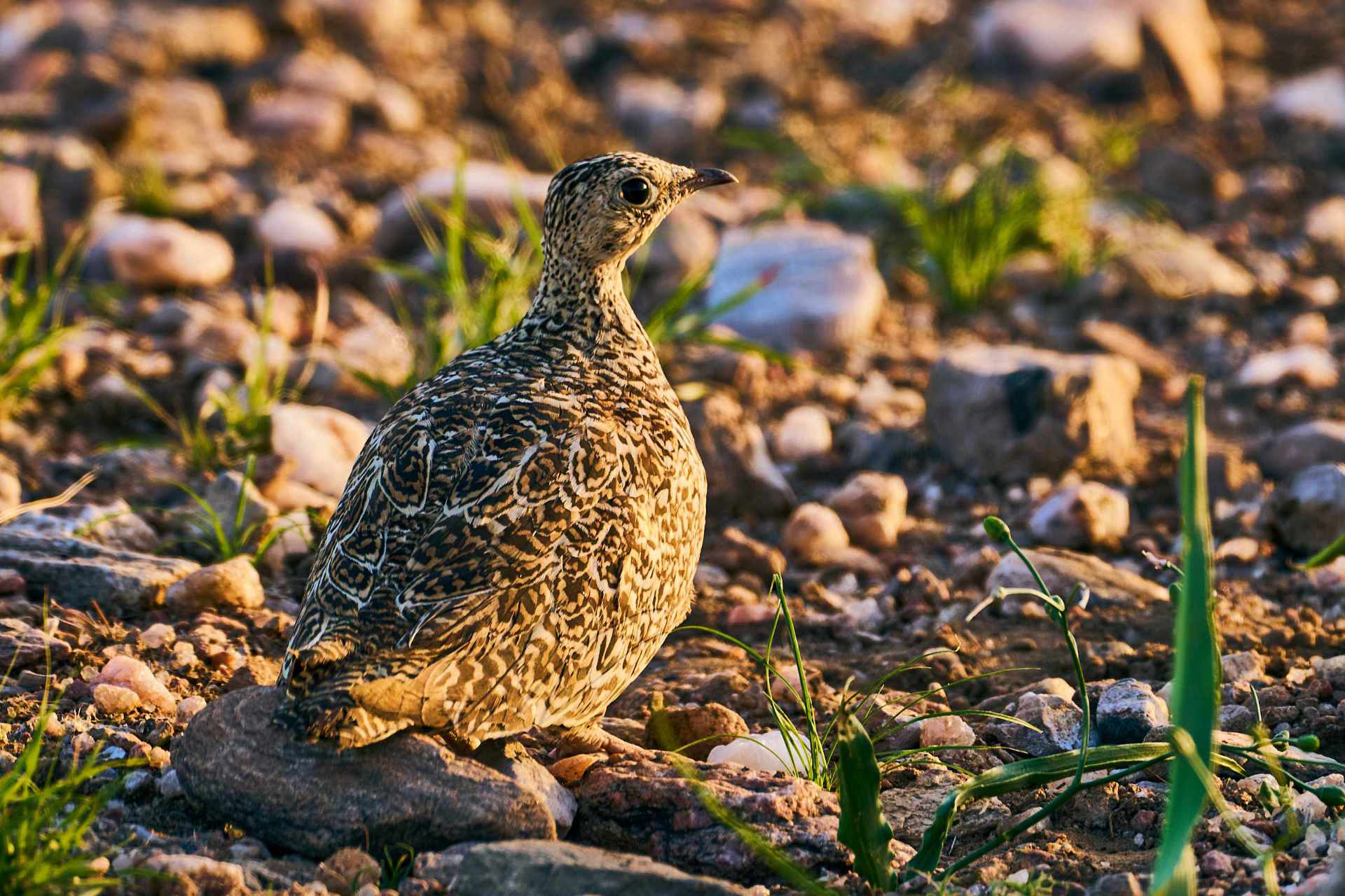 Sun-kissed bird camouflaged among pebbles at dawn.