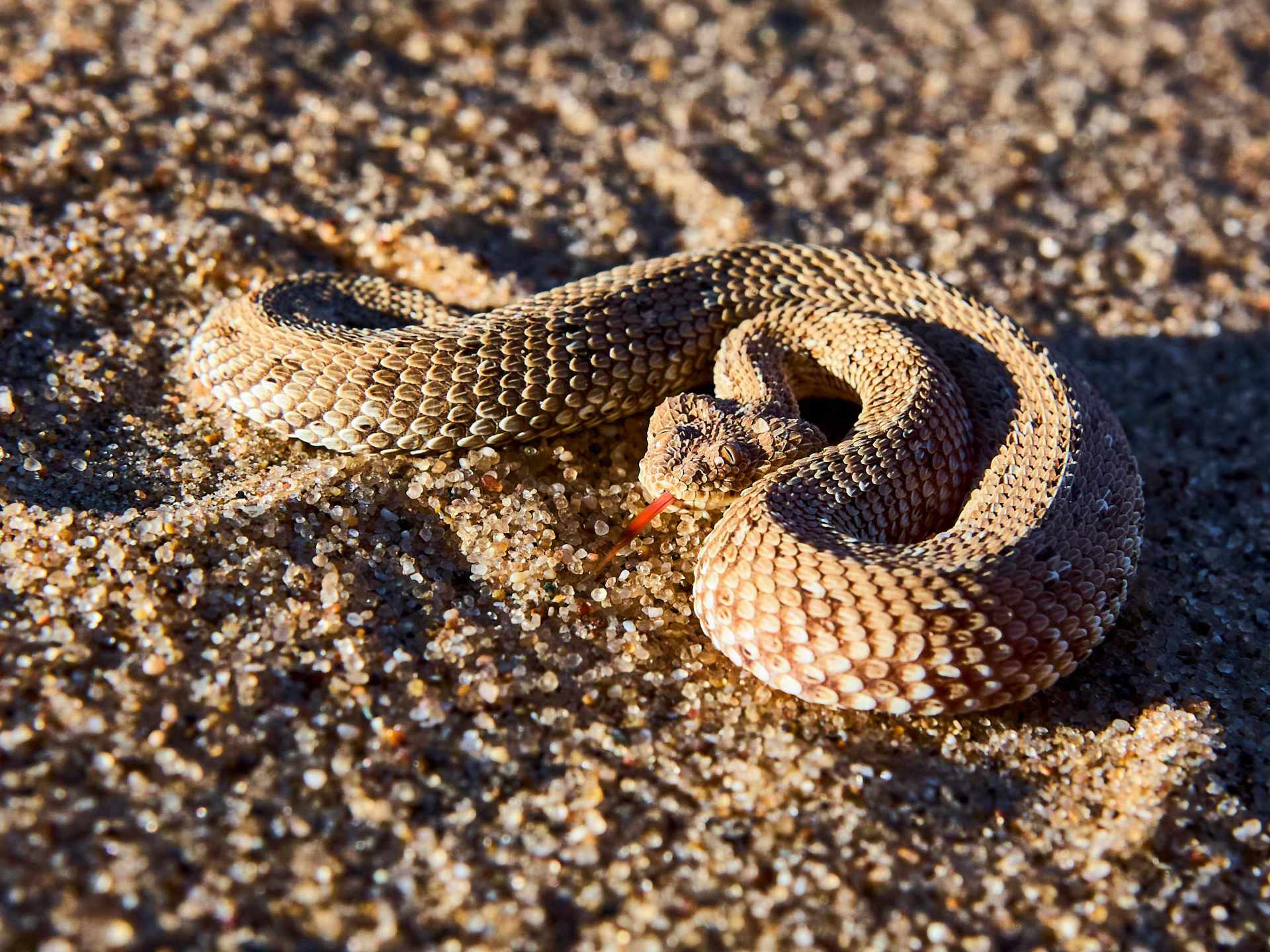 Sidewinder snake flicking its tongue, sensing the air for potential threats.