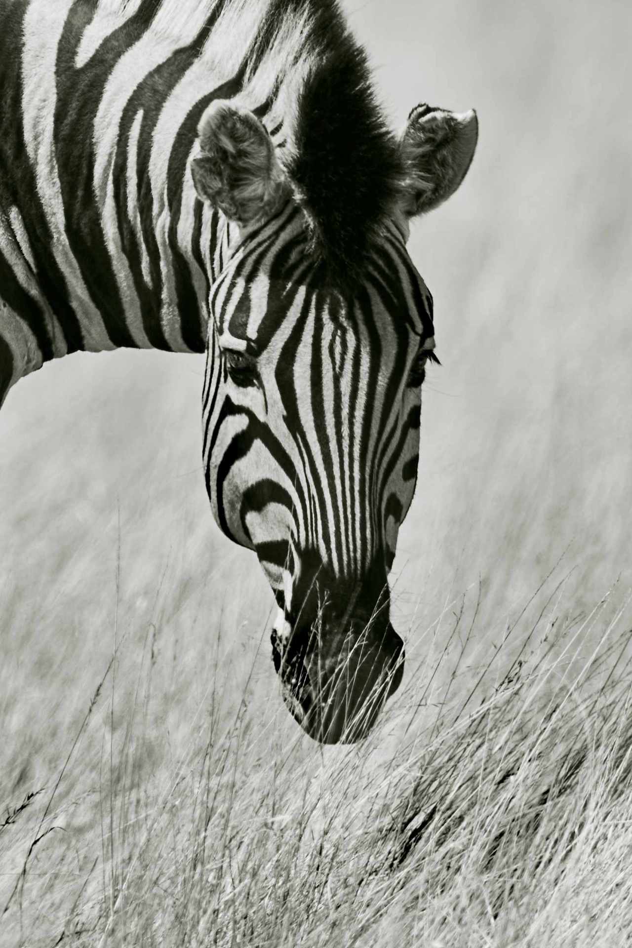 Black and white photograph of a zebra grazing in the plains of Etosha, capturing the stark contrast and timeless beauty of wildlife in its natural habitat.