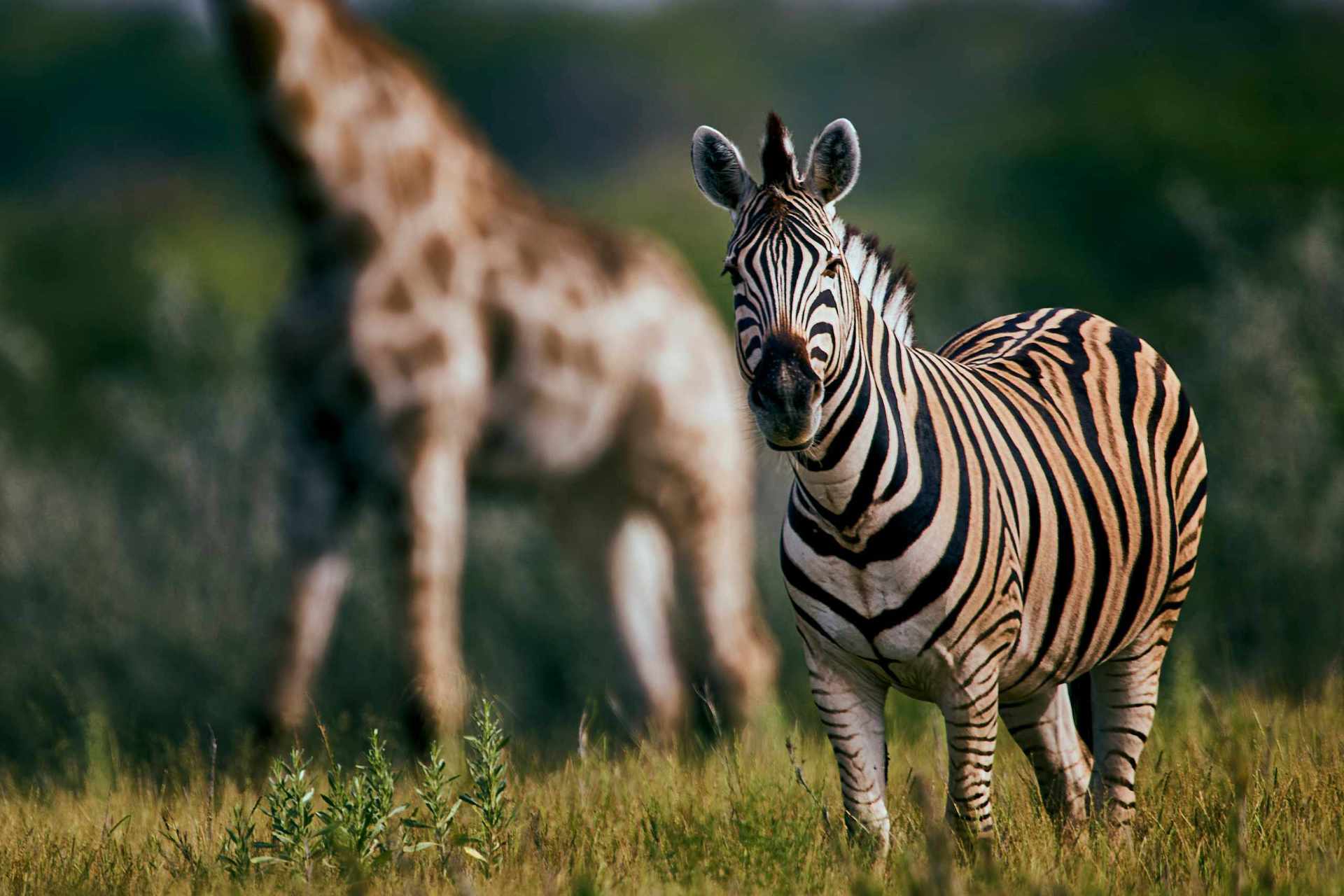 Zebra attentively observing surroundings in Etosha, with a blurred giraffe in the background.