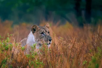 A lioness in the long grass during a summer rainstorm, documenting a moment of quiet resilience in the bushveld.