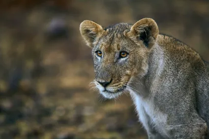 A curious young lioness with rain-drenched fur, observing the lens during a heavy downpour in Northern Namibia.