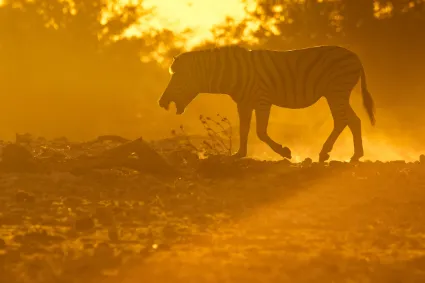 A Zebra captured in a moment of vocalisation, back-lit by the warm, golden glow of the departing sun.