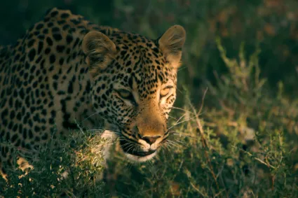 An observant leopard partially obscured within the thicket, illustrating the natural camouflage and stealth of the species.
