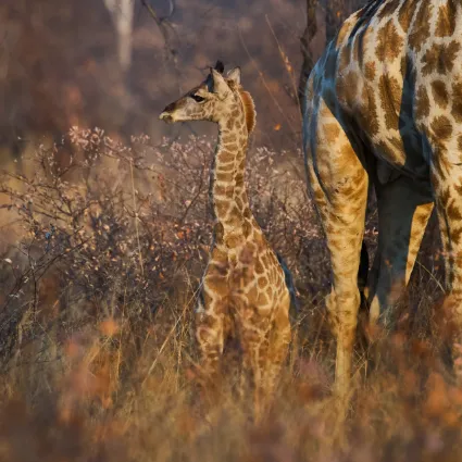 A very young giraffe calf standing in the shadow of its mother, a study of protection and early life in the wild.