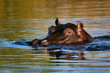 A hippopotamus emerging from the water to breathe, documenting the watchful presence of this riverine giant.