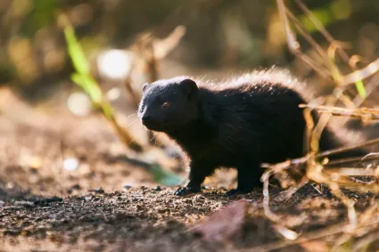 A Dwarf Mongoose peering cautiously from the long grass, a study of alertness and small-scale wildlife dynamics.