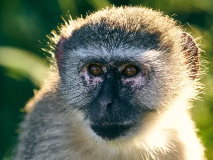 A detailed study of a Vervet monkey, with the golden afternoon light accentuating the fine textures of its fur.