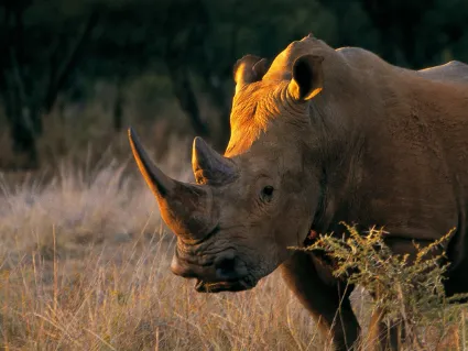 A White Rhino captured in the soft evening light, highlighting the characteristic square lip of this iconic grazer.