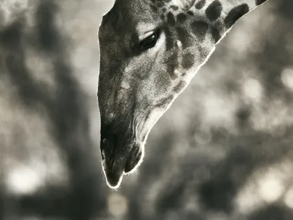 A perspective of a Giraffe lowering its head to drink, showcasing the unique geometry and vulnerability of the encounter.