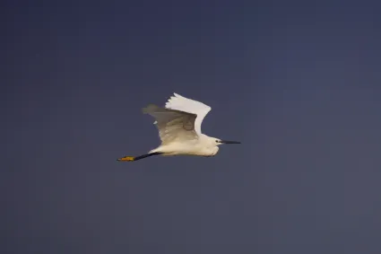 An Egret in mid-flight during the early morning hours, a study of avian grace and filtered light.