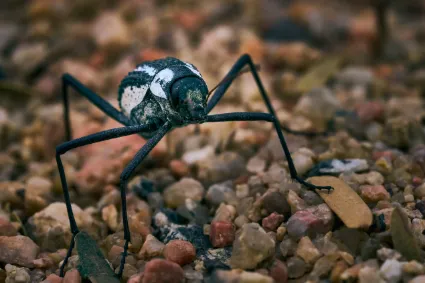 A macro study of a fog-basking beetle amongst the gravel plains of the Namib Desert, documenting the small miracles of desert survival.