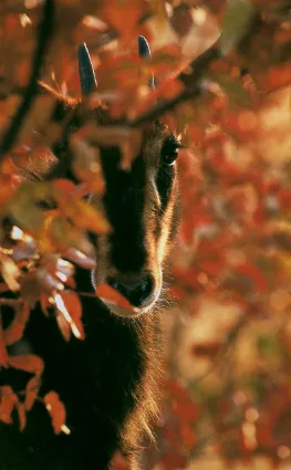 A young Sable calf framed by the vibrant autumnal ochre of Mopane leaves as winter approaches.