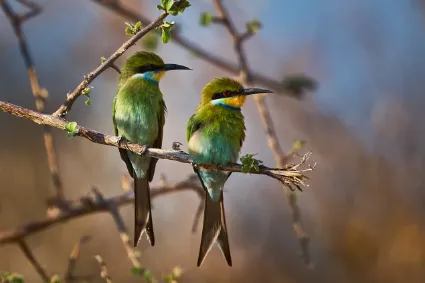 A pair of Bee-eaters perched on a weathered branch, captured in the soft, crystalline light of dawn.