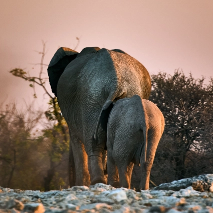 An elephant cow and her calf departing an Etosha waterhole at sunset, a narrative of maternal bond and ancient rhythms.
