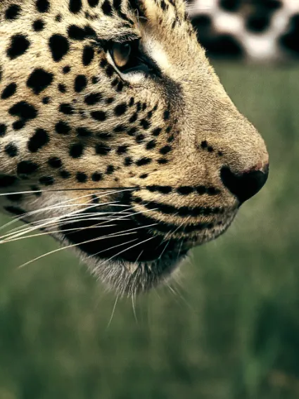 An intimate close-up of a leopard, capturing the intense, sentient gaze of one of Africa's most elusive sentinels.