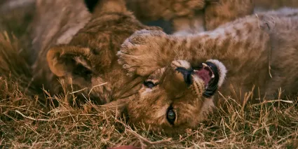 Two lion cubs at play in the tall grass during the final light of day, capturing the fleeting innocence of the next generation of apex predators.
